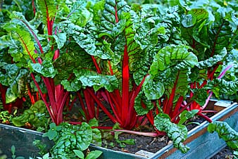 Swiss Chard Rocks! fluff photo